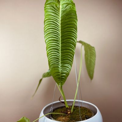 Anthurium veitchii (Grande)