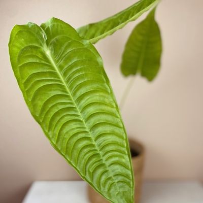 Anthurium veitchii (Médio)
