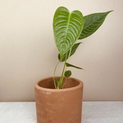 Anthurium veitchii (Pequeno)