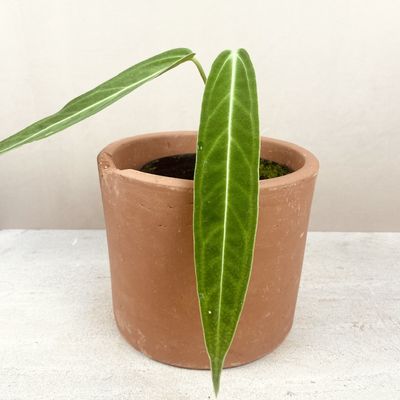 Anthurium warocqueanum (Médio)