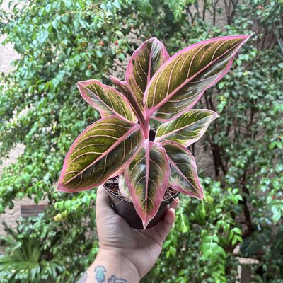 Aglaonema 'Lotus Delight'
