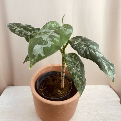 Aglaonema pictus 'bicolor'