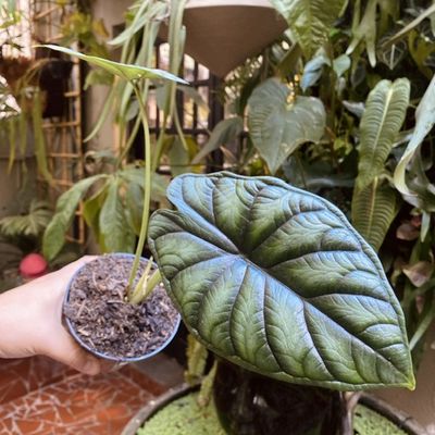 Alocasia baginda 'Dragon Scale'
