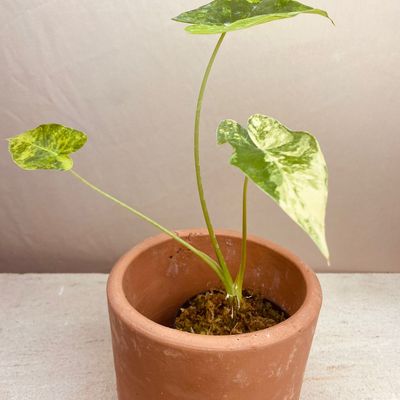 Alocasia gageana aurea