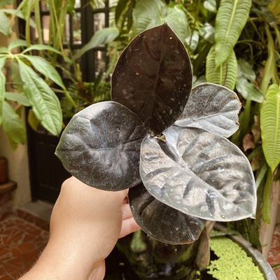 Alocasia infernalis