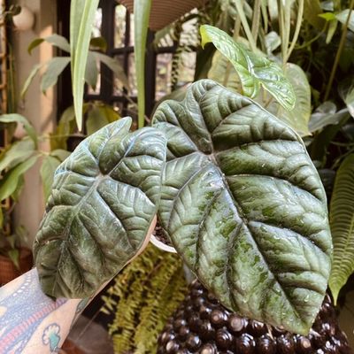 Alocasia sinuata