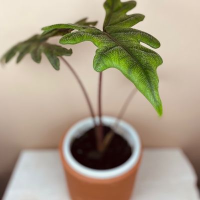 Alocasia tandurusa ‘Jacklyn’