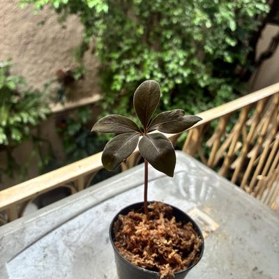 Amorphophallus atroviridis