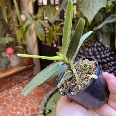 Angraecum didieri