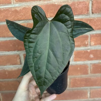 Anthurium Ace of Spades x Luxurians