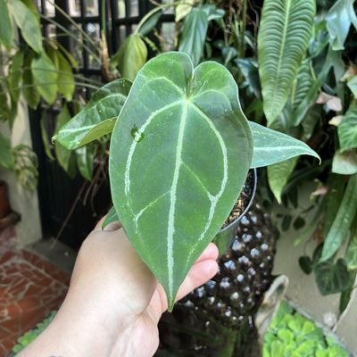 Anthurium Amazon King Stripes