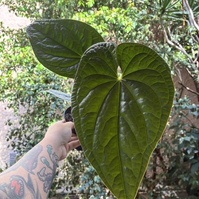 Anthurium Bradley Spirit