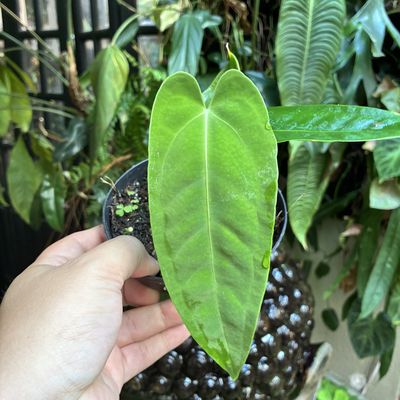Anthurium Dark Mama