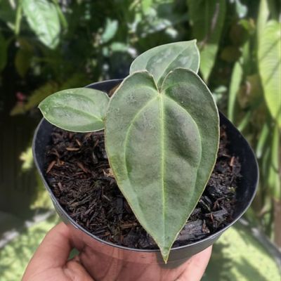 Anthurium ‘Dark Metallic’ x aff besseae