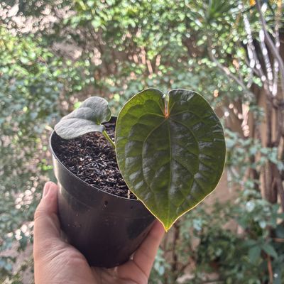 Anthurium David Portilla Dreams