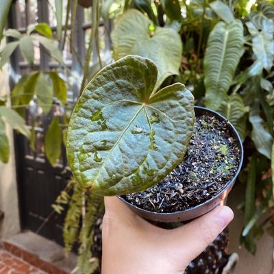 Anthurium David Portilla Dreams