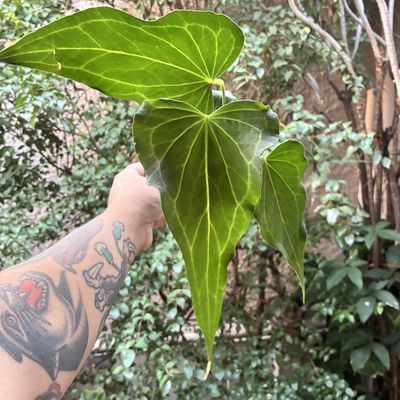 Anthurium Delta Force
