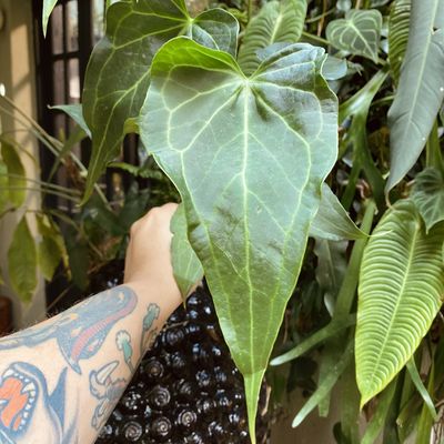 Anthurium Delta Force