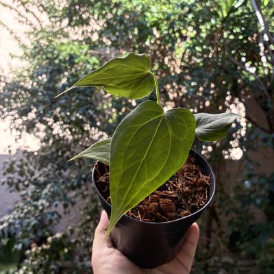 Anthurium Delta Force (intermediário)