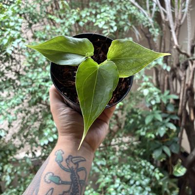 Anthurium Delta Force (pequeno)