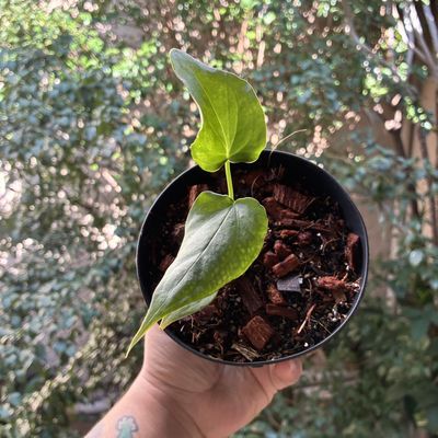 Anthurium Delta Force (pequeno)
