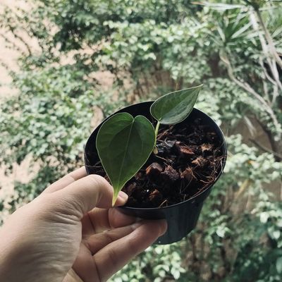 Anthurium Delta Force (pequeno)