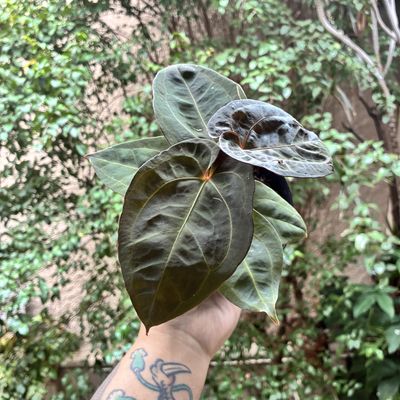 Anthurium (Dorayaki x RC SKG) x Red Dark Phoenix