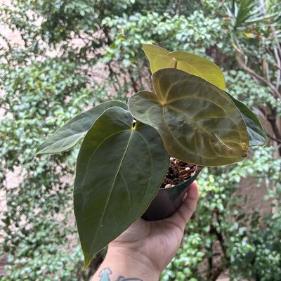 Anthurium (Dorayaki x RC SKG) x Red Dark Phoenix