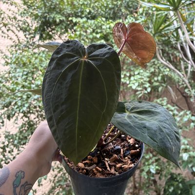 Anthurium (Dorayaki x RC SKG) x Red Dark Phoenix