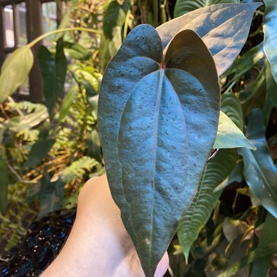Anthurium ‘Gigi Dreams’ (aff. besseae x nigrolaminum ‘Gigi’)