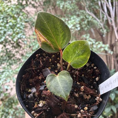 Anthurium Kos Butterfly x Self