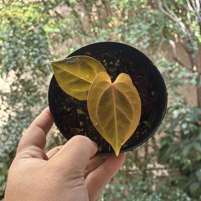 Anthurium KOS x Michelle