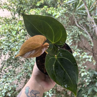 Anthurium King of Spades HU x NSE Red Crystallinum