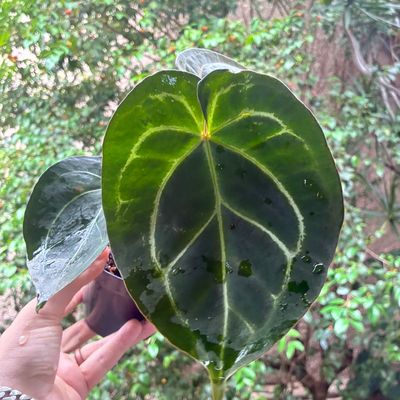 Anthurium King of Spades HU x NSE Red Crystallinum