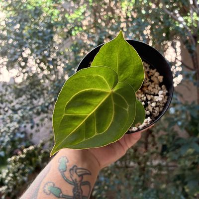 Anthurium King of Spades HU x (crystallinum select large 53 x angela 35)