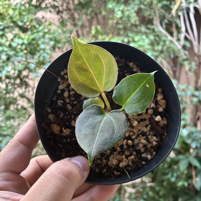 Anthurium King of Spades ( Anthurium "HU" ) x self