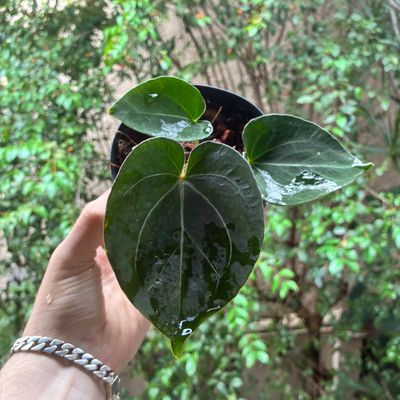 Anthurium King of Spades ( Anthurium "HU" ) x self