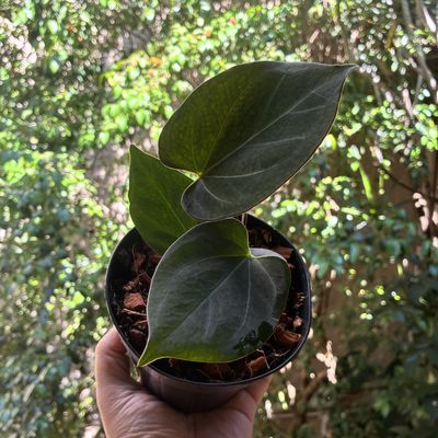 Anthurium King of Spades ( Anthurium "HU" ) x self