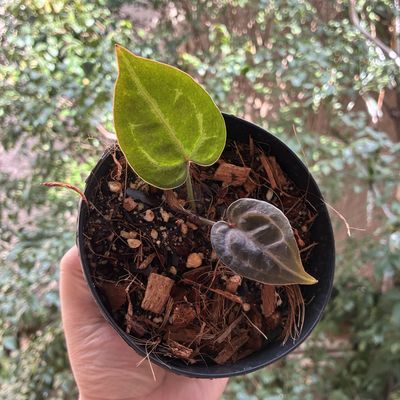 Anthurium Michelle 60 x Zara F4