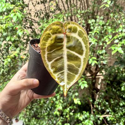 Anthurium Michelle 60 x Zara F4