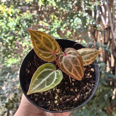 Anthurium Michelle x Michelle