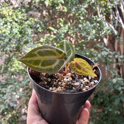 Anthurium Michelle x SKG Silver