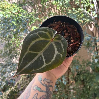 Anthurium NSE Red Crystallinum x self