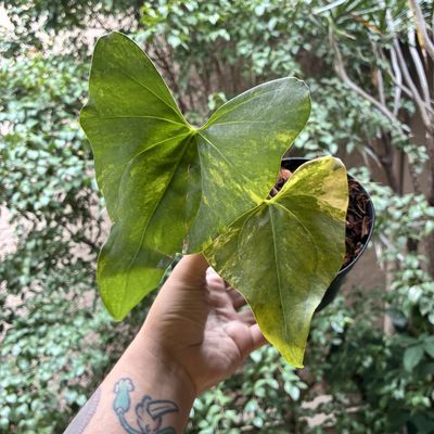 Anthurium Pterodactyl Variegato
