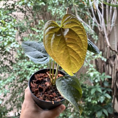 Anthurium 'Queen of Hearts'