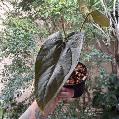 Anthurium 'Queen of Hearts'