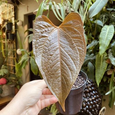 Anthurium 'Queen of Hearts'