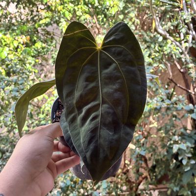 Anthurium Red Dark Phoenix x Aff. besseae