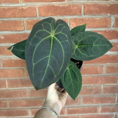 Anthurium Red Dark Phoenix x (Michelle x Zara)