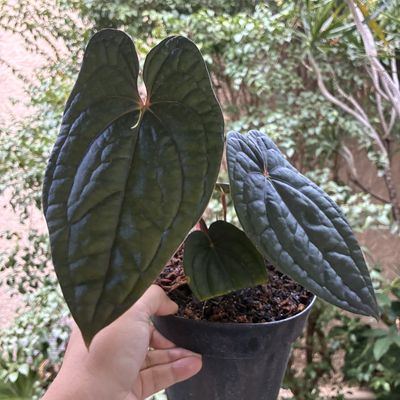 Anthurium Red Dark Phoenix x luxurians